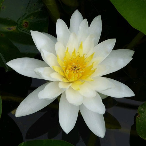 Water Lily | Nymphaea marliacea 'Albida' | 3L Pot Pond Plants
