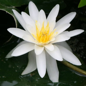 Water Lily | Nymphaea marliacea 'Albida' | 3L Pot Pond Plants