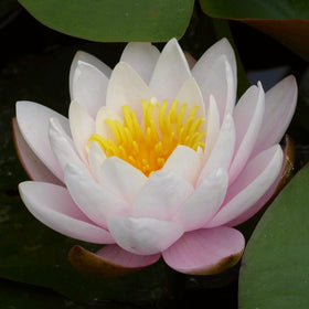 Large Water Lily | Nymphaea marliacea 'Rosea' | 3L Pot Pond Plants