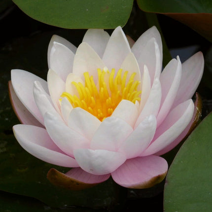 Large Water Lily | Nymphaea marliacea 'Rosea' | 3L Pot Pond Plants