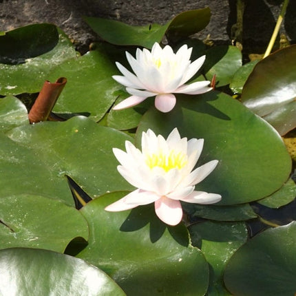 Large Water Lily | Nymphaea marliacea 'Rosea' | 3L Pot Pond Plants
