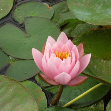 Large Water Lily | Nymphaea marliacea 'Rosea' | 3L Pot Pond Plants
