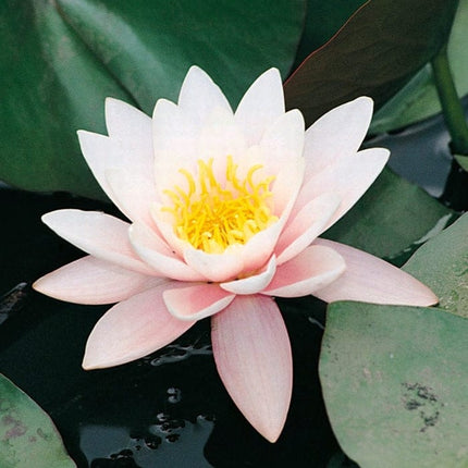Large Water Lily | Nymphaea marliacea 'Rosea' | 3L Pot Pond Plants