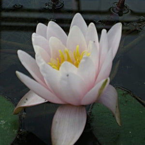 Large Water Lily | Nymphaea marliacea 'Rosea' | 3L Pot Pond Plants