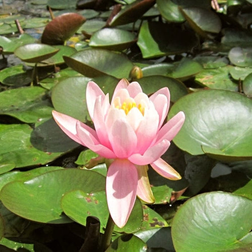 Fragrant Water Lily | Nymphaea odorata 'Firecrest' | 3L Pot Pond Plants