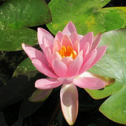 Fragrant Water Lily | Nymphaea odorata 'Firecrest' | 3L Pot Pond Plants