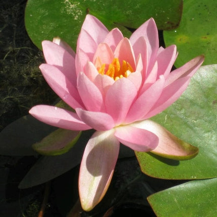 Fragrant Water Lily | Nymphaea odorata 'Firecrest' | 3L Pot Pond Plants