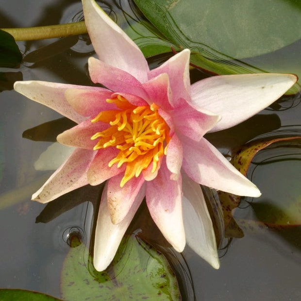 Fragrant Water Lily 'Sioux' | Nymphaea | 3L Pot Pond Plants