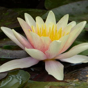 Fragrant Water Lily 'Sioux' | Nymphaea | 3L Pot Pond Plants