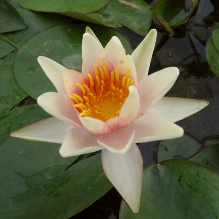 Fragrant Water Lily 'Sioux' | Nymphaea | 3L Pot Pond Plants