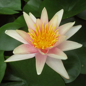 Fragrant Water Lily 'Sioux' | Nymphaea | 3L Pot Pond Plants