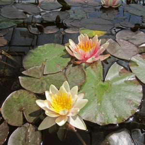 Fragrant Water Lily 'Sioux' | Nymphaea | 3L Pot Pond Plants