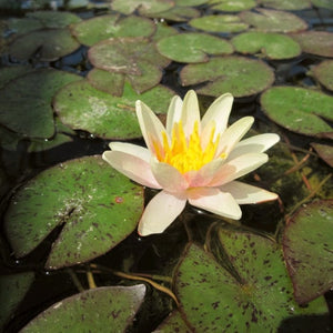 Fragrant Water Lily 'Sioux' | Nymphaea | 3L Pot Pond Plants