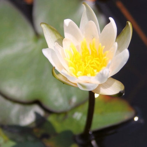 Dwarf Water Lily 'Snow Princess' | Nymphaea | 2L Pot Pond Plants