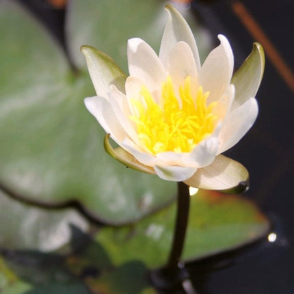 Dwarf Water Lily 'Snow Princess' | Nymphaea | 2L Pot Pond Plants