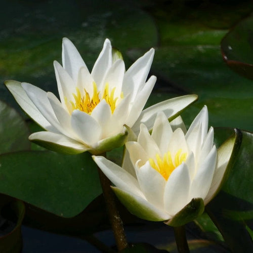 Dwarf Water Lily 'Snow Princess' | Nymphaea | 2L Pot Pond Plants