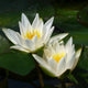 Dwarf Water Lily 'Snow Princess' | Nymphaea | 2L Pot Pond Plants