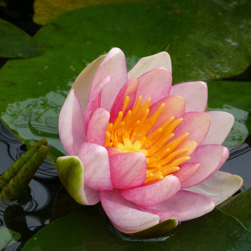 Dwarf Water Lily 'Solfatare' | Nymphaea | 3L Pot Pond Plants