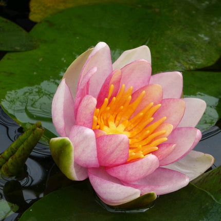 3 Best Water Lily Plants For Any Size Pond | Growers Choice Pond Plants