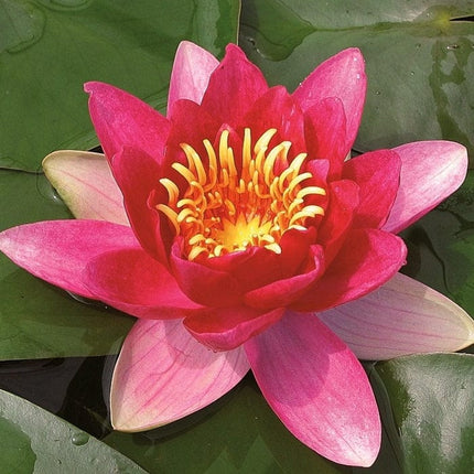 Water Lily 'Vesuve' | Nymphaea | 3L Pot Pond Plants