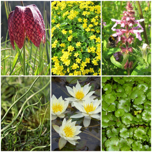 Best Pond Plants For Any Size Pond | All In One | Oxygenating & Wildlife | Flowers & Structure Pond Plants