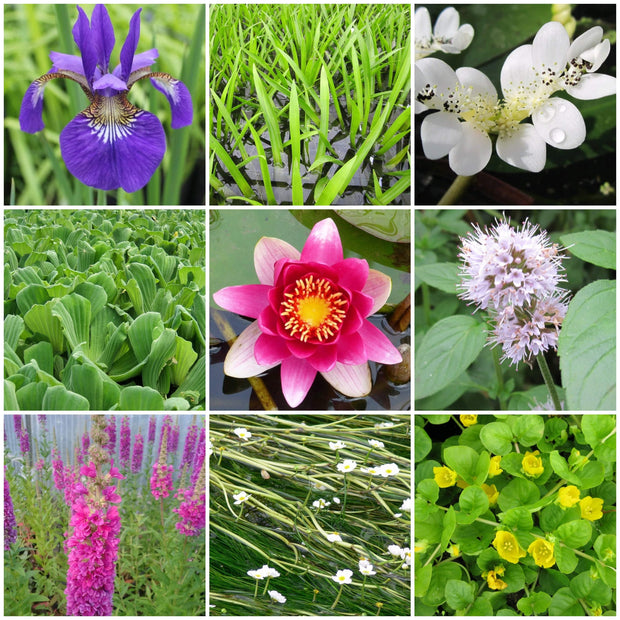 Best Pond Plants For Any Size Pond | All In One | Oxygenating & Wildlife | Flowers & Structure Pond Plants