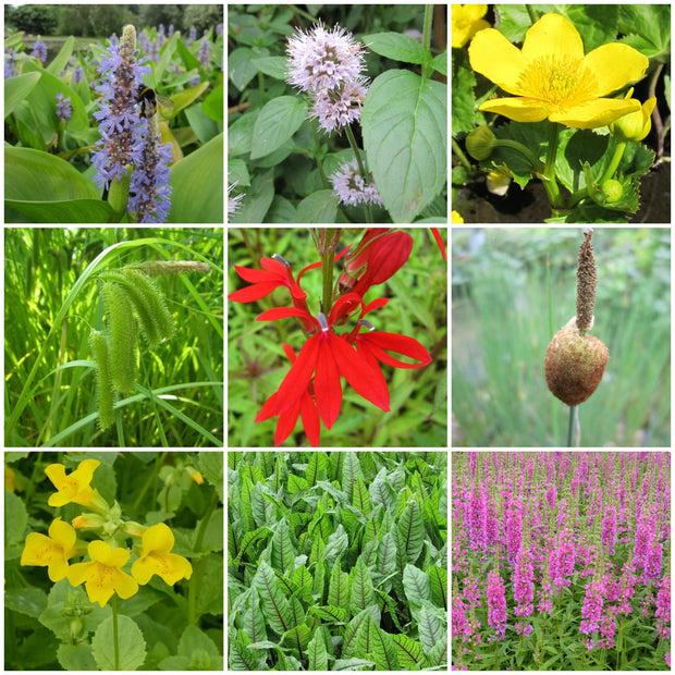 Pond Plants for Wildlife Collection Pond Plants