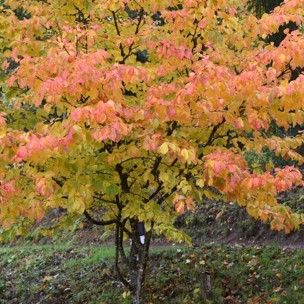 Persian Ironwood Tree | Parrotia persica 'Bella'