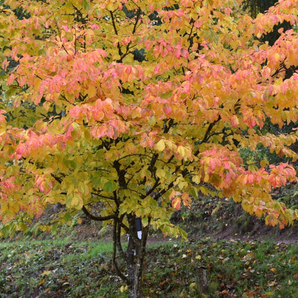 Persian Ironwood Tree | Parrotia persica 'Bella' Ornamental Trees