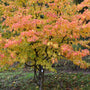 Persian Ironwood Tree | Parrotia persica 'Bella' Ornamental Trees