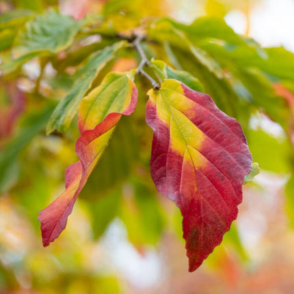 Persian Ironwood Tree | Parrotia persica 'Bella' Ornamental Trees