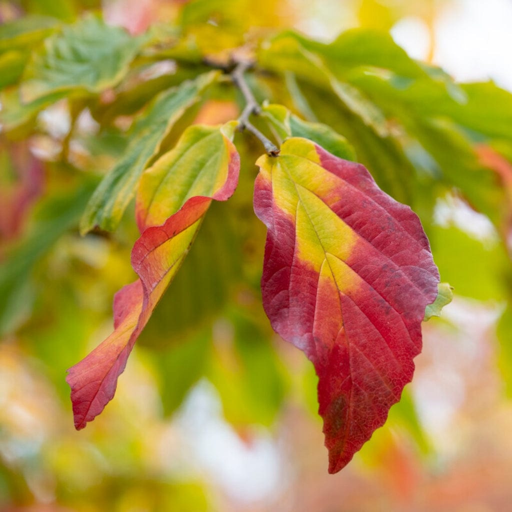 Parratio Tree Persian Ironwood Tree | Parrotia persica 'Bella' – Roots Plants