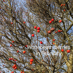 Whitebeam Tree | Sorbus aria 'Lutescens' Ornamental Trees