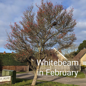 Whitebeam Tree | Sorbus aria 'Lutescens' Ornamental Trees