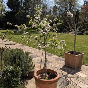 Egremont Russet Apple Tree Dwarfing Rootstock Fruit Trees