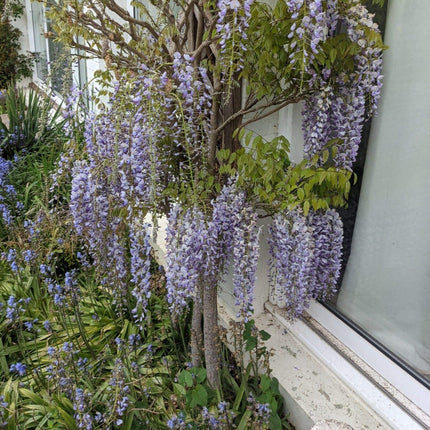 Wisteria floribunda 'Macrobotrys' | Japanese Wisteria | On a 90cm Cane in a 3L Pot Climbing Plants