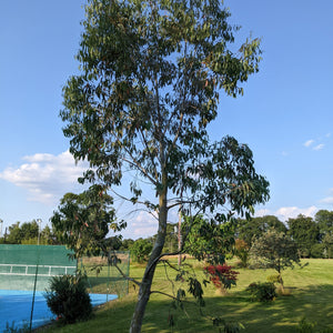 Snow Gum Tree | Eucalyptus pauciflora 'Niphophila' Ornamental Trees