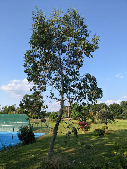 Snow Gum Tree | Eucalyptus pauciflora 'Niphophila' Ornamental Trees