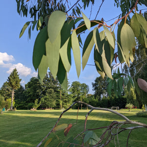 Snow Gum Tree | Eucalyptus pauciflora 'Niphophila' Ornamental Trees