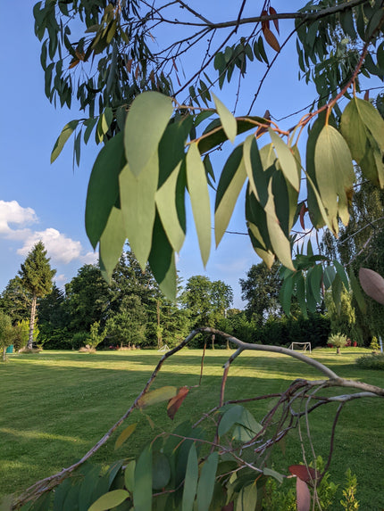 Snow Gum Tree | Eucalyptus pauciflora 'Niphophila' Ornamental Trees