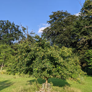 Nottingham Medlar Tree Soft Fruit