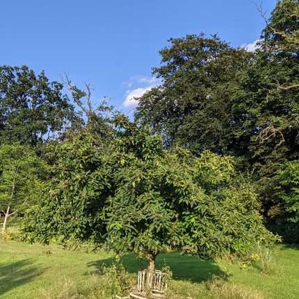 Nottingham Medlar Tree Soft Fruit