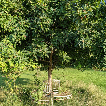 Nottingham Medlar Tree Soft Fruit