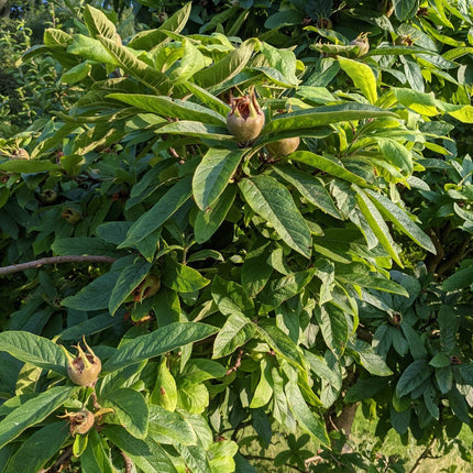 Nottingham Medlar Tree Bearing Fruit