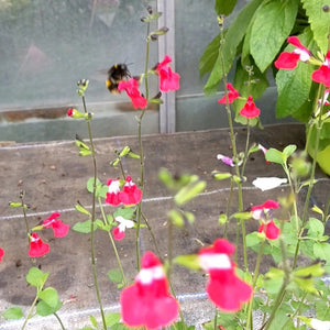 Salvia 'Hot Lips' | 3L Pot Perennial Bedding