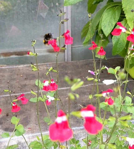 Salvia 'Hot Lips' | 3L Pot Perennial Bedding