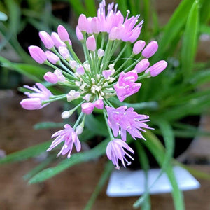 'Allium Millenium' 3L Pot Perennial Bedding