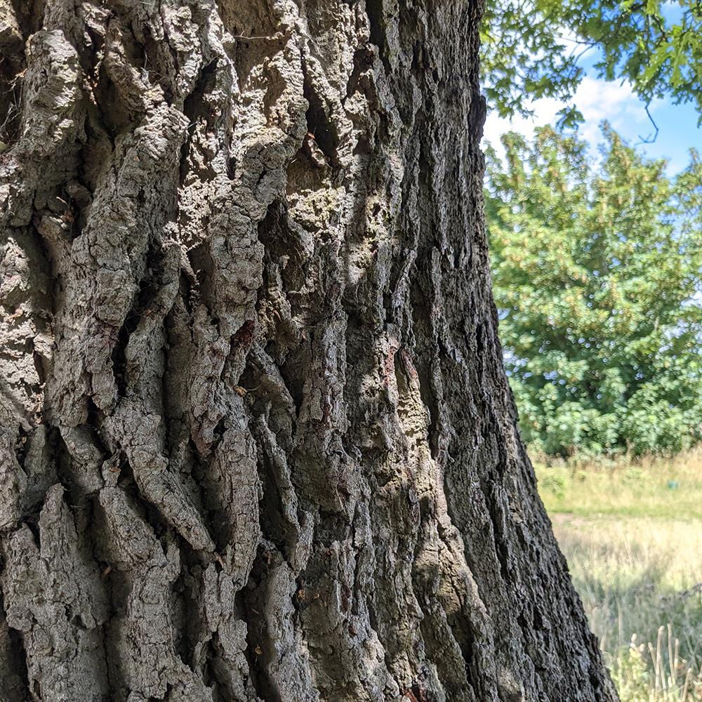 English Oak Tree | Quercus robur – Roots Plants