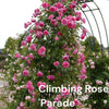 Best Climbers For Walls | Growers' Choice Ornamental Trees