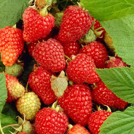 Paris' Raspberry Bush Soft Fruit